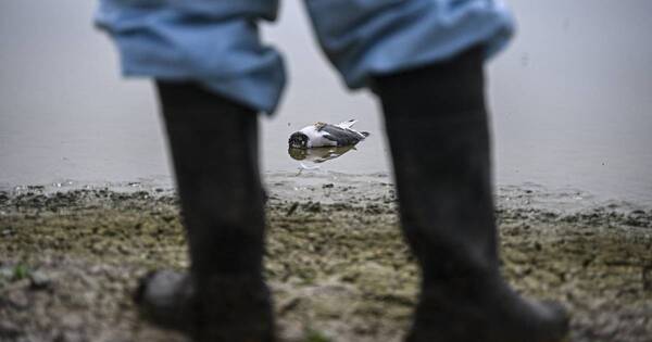 La Nación / Gripe aviar: piden denunciar mortandad de aves y recuerdan que podría transmitirse en humanos