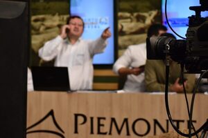 Piemonte remata 700 vacunos de invernada por pantalla, mañana sábado