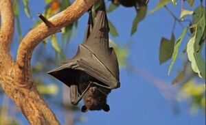 Alerta por el virus de Marburg: letal, sin cura y transmitido por murciélagos