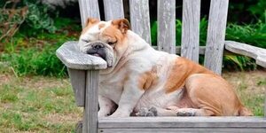Mascotas: La obesidad en perros - Mascotas - ABC Color