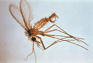 Leishmaniasis: estas son algunas acciones para prevenir la enfermedad  - Nacionales - ABC Color
