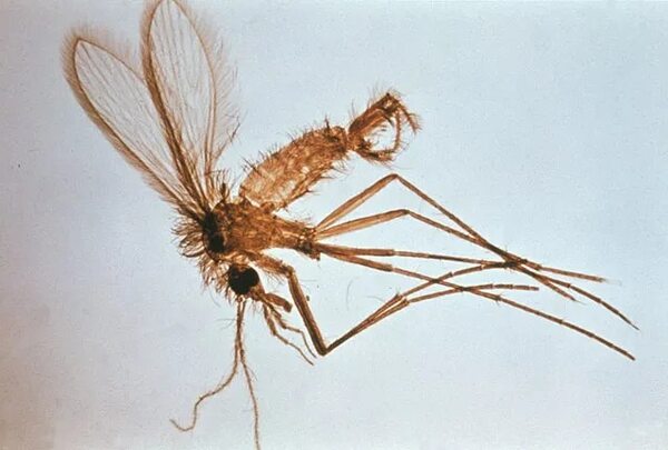 Leishmaniasis: estas son algunas acciones para prevenir la enfermedad - Nacionales - ABC Color
