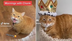 Diario HOY | El gato estrella de TikTok: se volvió famoso por los extraños maullidos