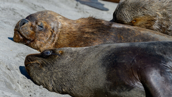 Diario HOY | Chile confirma su primer caso de gripe aviar en un lobo marino