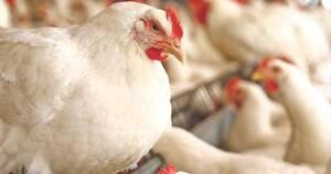La Nación / Pequeños productores avícolas tienen mayor riesgo de ser vectores de la influenza aviar