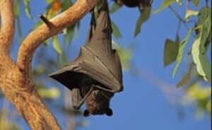 Alerta por el virus de Marburg: letal, sin cura y transmitido por murciélagos