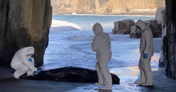 La Nación / Chile confirma primer caso de gripe aviar en un lobo marino