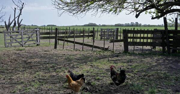 La Nación / Gripe aviar: Argentina detecta nuevos casos en aves domésticas