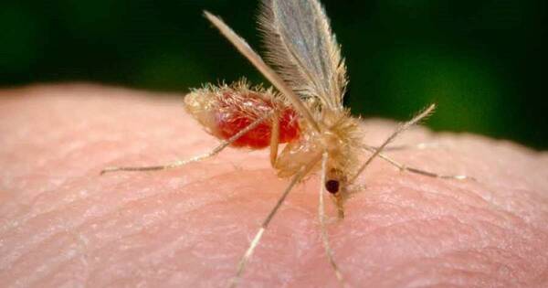 La Nación / Articulan estrategias permanentes para detección temprana y tratamiento de la leishmaniasis