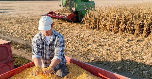 La Nación / Cosecha tardía de soja incidiría negativamente en la plantación de maíz