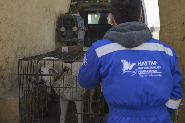 Diario HOY | Entre ruinas en una ciudad turca, sus habitantes se consuelan salvando animales