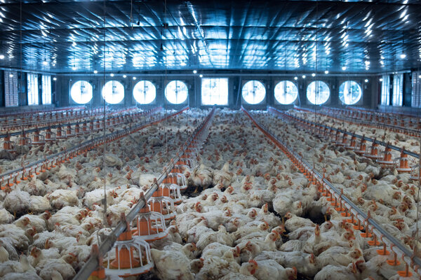 Argentina confirmó la detección de más casos de gripe aviar