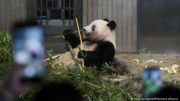 Japoneses se despiden con tristeza de cuatro osos panda