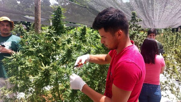 En San Pedro hubo una exposición de marihuana medicinal