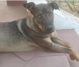 Ragnar - Encontrá a tu mascota - ABC Color