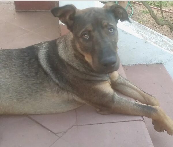 Ragnar - Encontrá a tu mascota - ABC Color