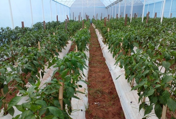 Estudiantes de centro agroecológico de Misiones, logran excelente cosecha con sistema de invernadero