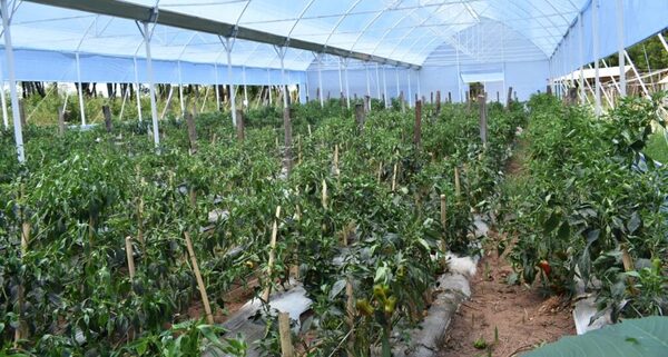 Estudiantes de centro agroecológico de Misiones logran excelente cosecha con sistema de invernadero