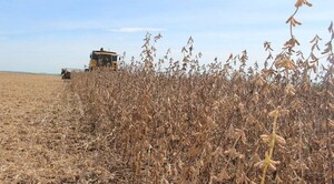 COSECHA TARDÍA DE SOJA INCIDIRÍA NEGATIVAMENTE EN LA PLANTACIÓN DE MAÍZ - Itapúa Noticias