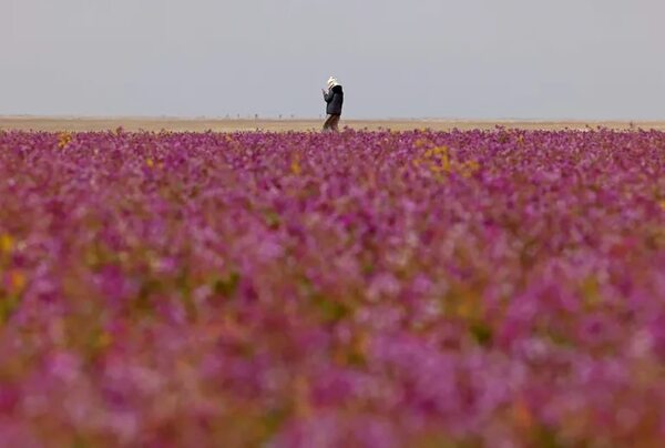 Video: Florece el desierto en Arabia Saudita, un espectáculo excepcional - Mundo - ABC Color