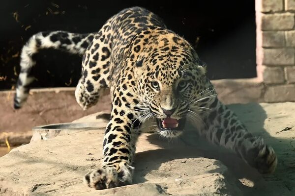 Un leopardo mascota siembra pánico en barrio de la capital de Pakistán - Mascotas - ABC Color
