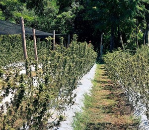 Jornada de cosecha pública de marihuana en Agüerito | 1000 Noticias