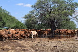 Rumor de vaca loca en Brasil: se frena el mercado ante una ventana de especulación
