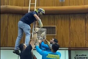 Video: rescatan a una lechuza que entró al Congreso Nacional - Nacionales - ABC Color