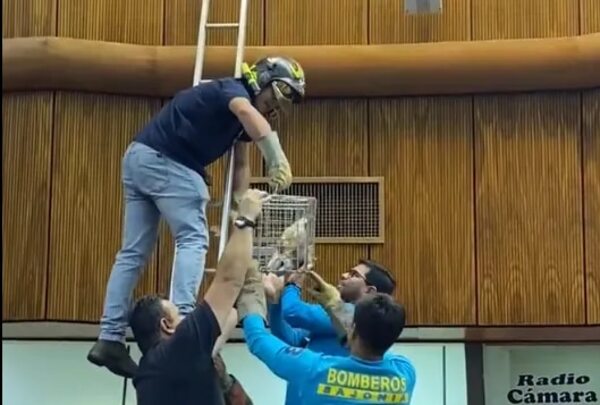 Video: rescatan a una lechuza que entró al Congreso Nacional - Nacionales - ABC Color