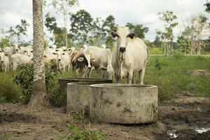 Brasil espera resultado del test definitivo para confirmación de posible caso de vaca loca