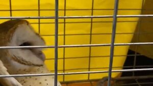 Una lechuza fue rescatada de la sala de sesiones de Diputados 