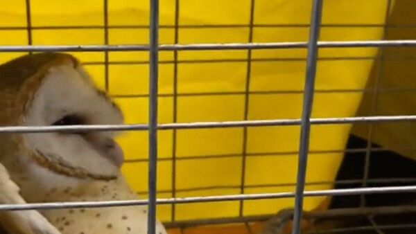 Una lechuza fue rescatada de la sala de sesiones de Diputados 