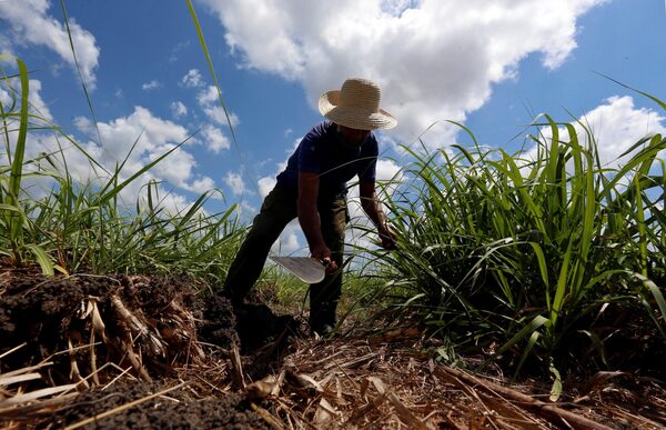 Cuba reconoce el déficit en la zafra por falta de recursos y de mano de obra - MarketData