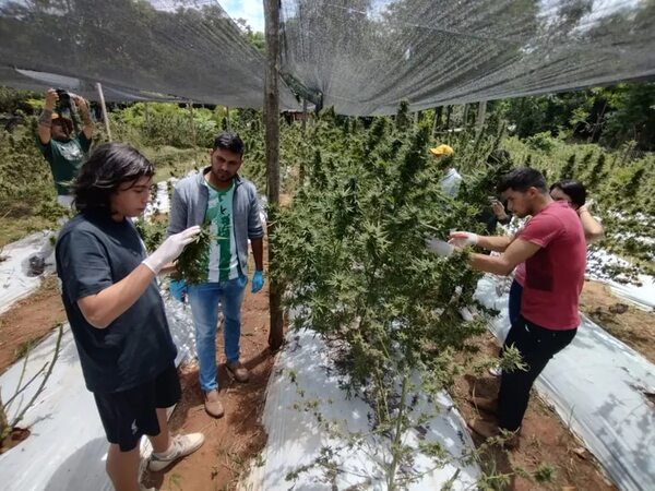 “Legalizar la marihuana eliminaría un foco de conflicto para concentrarnos en drogas de diseño” - Nacionales - ABC Color