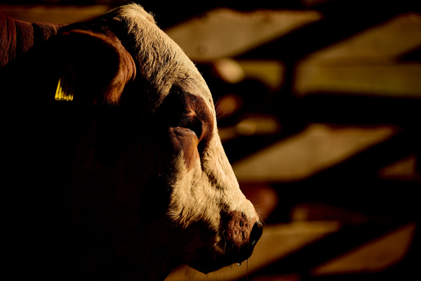 Brasil investiga un posible caso de vacas locas - MarketData