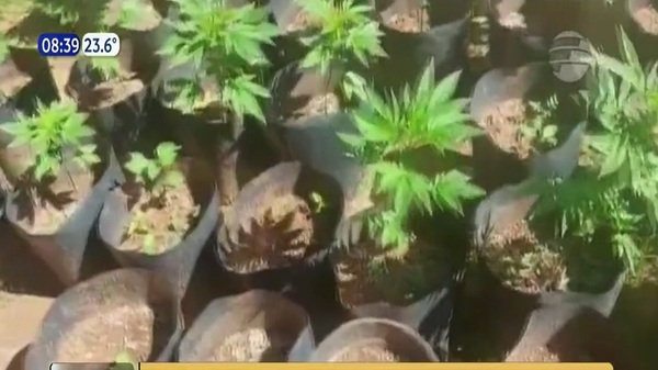 Campesinos realizan exposición de marihuana medicinal en San Pedro - Noticias Paraguay