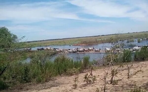 La crecida del río Paraná pone en apuros a productores de Cerrito - Nacionales - ABC Color
