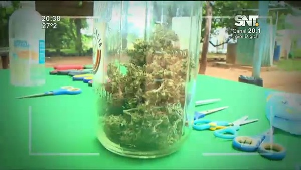 Cosecha pública de marihuana - SNT