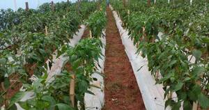 La Nación / Estudiantes del área agropecuaria lograron exitosa cosecha de locotes, apuntan a otros rubros