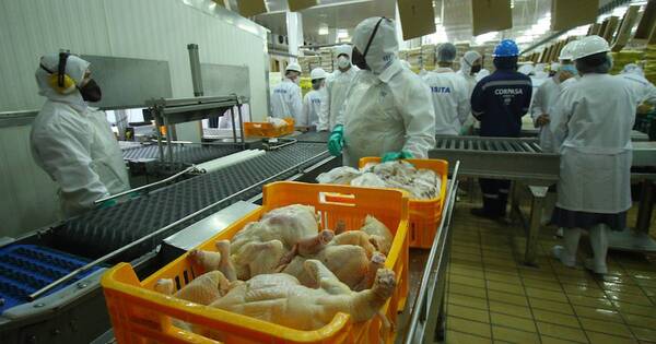 La Nación / Senacsa estima riesgo de ingreso alto de gripe aviar este semestre