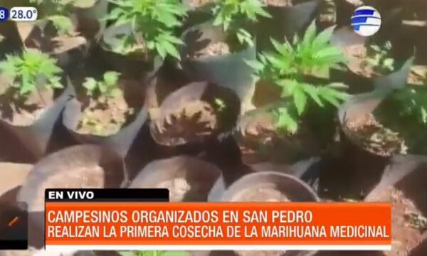 Realizan primera cosecha de marihuana medicinal | Telefuturo