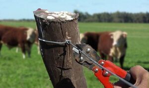 Gremio de empresarios exige medidas ante creciente e impune abigeo y contrabando de carne - ADN Digital