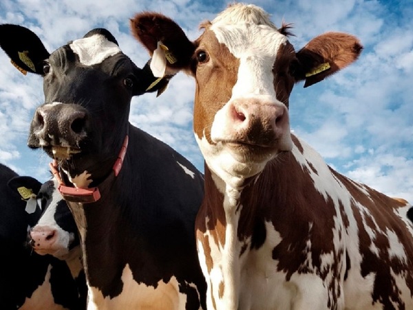 Preocupa posible caso de vaca loca en Brasil - La Tribuna