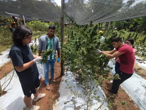 Confían en que es posible contar con una nueva ley sobre la marihuana este año - Nacionales - ABC Color