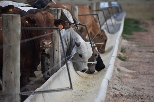 Se paralizó el mercado de haciendas gordas en Paraguay ante caso atípico de vaca loca en Brasil