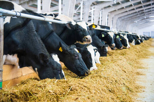 Brasil analiza posible caso de «vaca loca»
