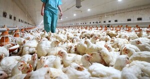 Alertan sobre síntomas de una gripe aviar - La Clave