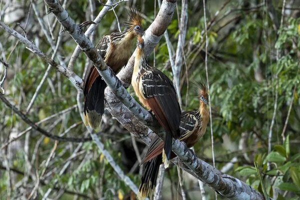 ¿Un bosque comestible biodiverso? Ecuador echa raíces para hacerlo realidad - Ciencia - ABC Color