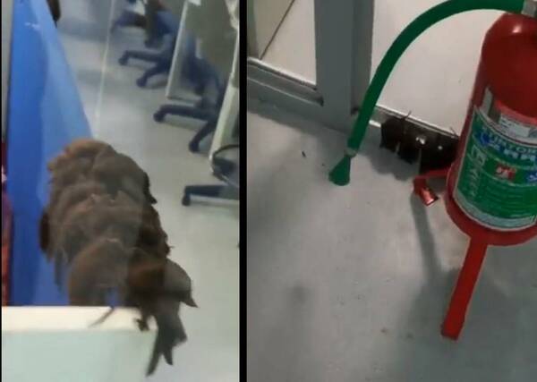 Tras el "bati-fondo", empresa lanza comunicado en relación a "amiwis" de Batman que coparon una ofi