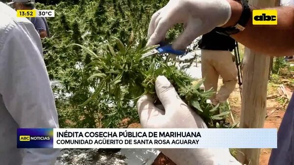 Inédita cosecha pública de marihuana - ABC Noticias - ABC Color